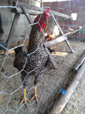 Vendo galo 55,00 - Foto 5