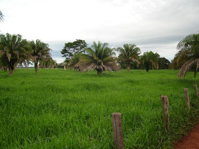 Fazenda - Barra do Garça MT - Foto 15