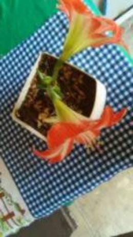 Mudas de Orquidéa - Foto 2