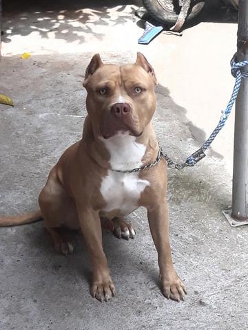 Pitbull para cruza - Foto 3