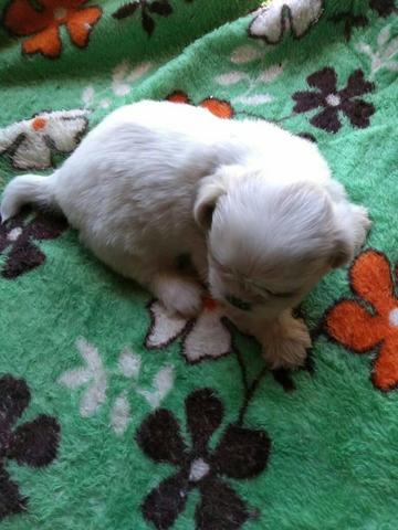 Shih tzu macho e femea - Foto 2