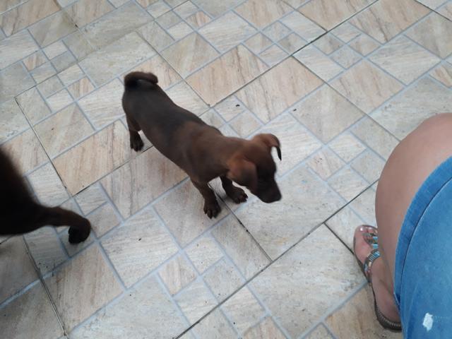 Labrador macho 250 último - Foto 3