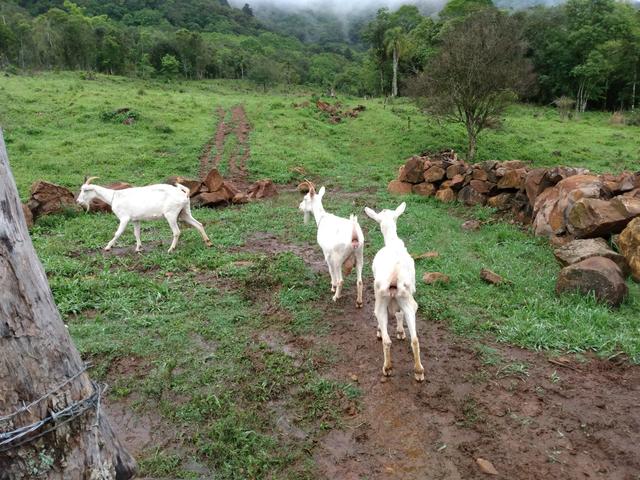 3 cabras saanen - Foto 3