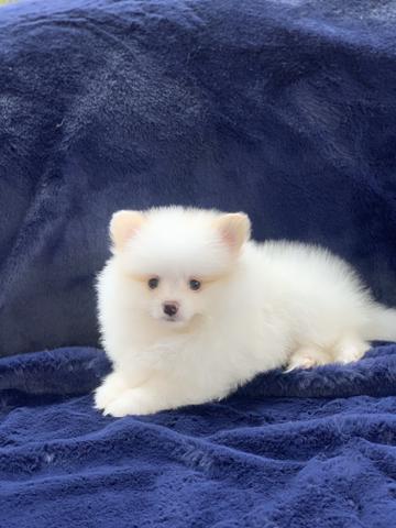 Spitz alemão os mais lindos luluzinhos Whats - Foto 4
