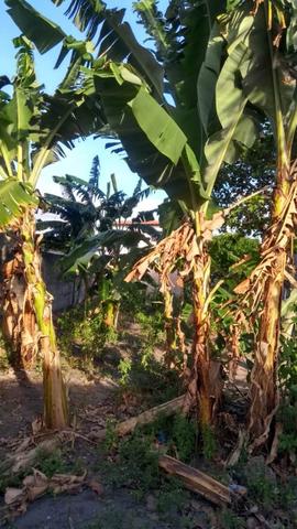 Vende-se terreno, próximo a antiga pina safra - Foto 3