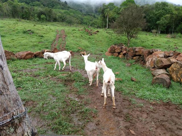 3 cabras saanen - Foto 4