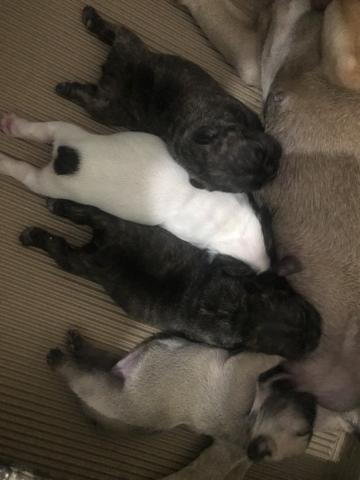 Bulldog francês - Foto 4