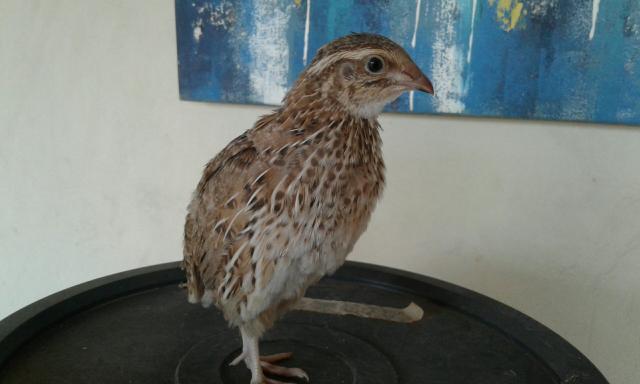 Codorna francesas