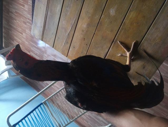 Vendo galo ra chamo - Foto 2