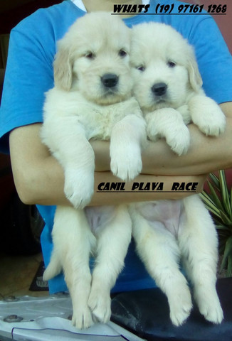 Canil De Golden Retriever Em Campinas Golden Retriever Machos Otimo Preco Linhagem Europeia C Pedigree Cachorros E Acessorios Centro Campinas 778187094 Olx