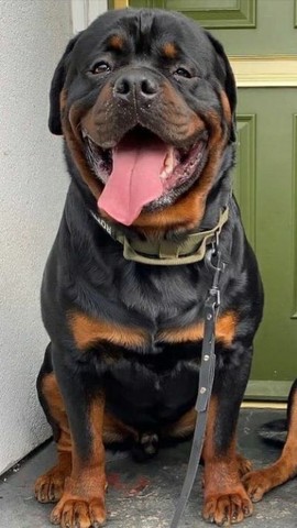 Qualidade acima da média rottweiler os mais fortes e robustos filhotes 