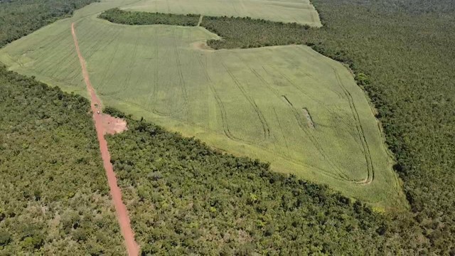 Fazenda em Aparecida do Rio Negro. Lavoura.
