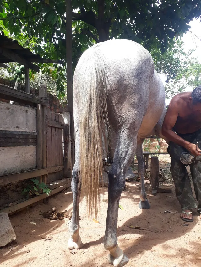 Cavalo de esteira - Cavalos e acessórios - Boca da Mata 1256655255