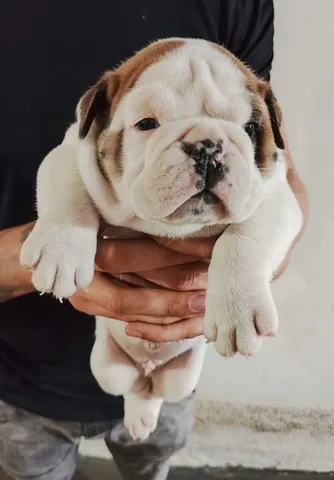 Bulldog ingles preto  +24 anúncios na OLX Brasil