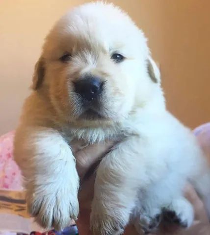 golden muito fofinho a pronta entrega, um pet de família - Cachorros e  acessórios - Pinheiros, São Paulo 1097949230