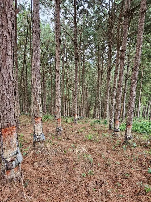 02 alqueires de pinus e eucalipto  - Foto 2