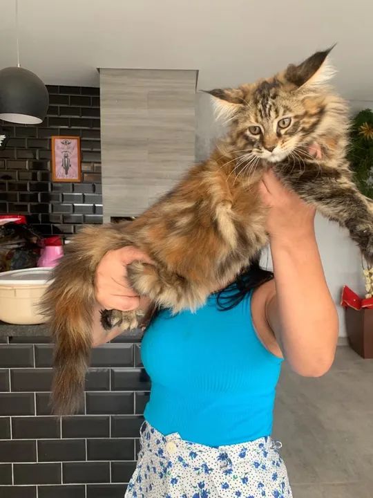 Filhotes Maine Coon - Foto 2