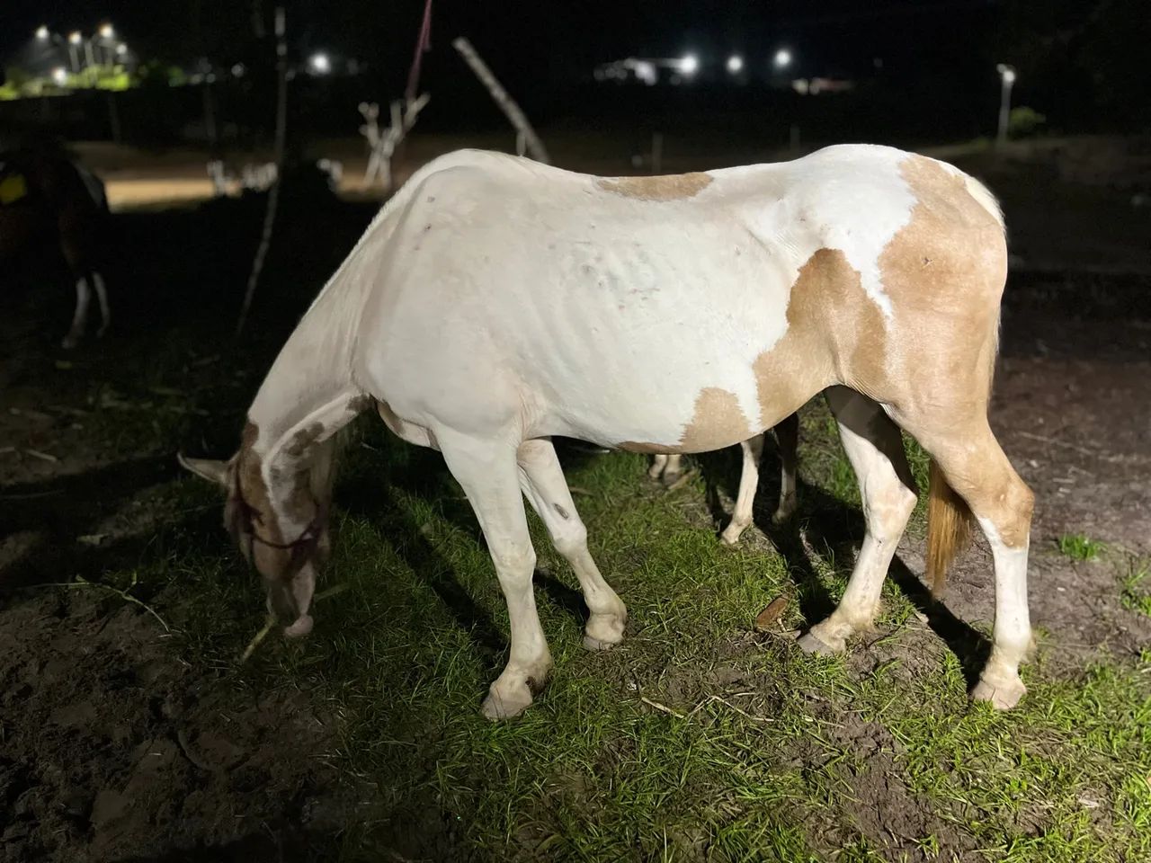 Vários cavalos, potros e éguas a venda no precinho  - Foto 6