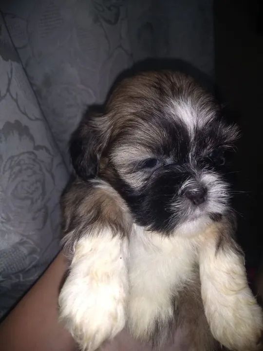 Filhote Shih Tzu - Fofo e Carinhoso