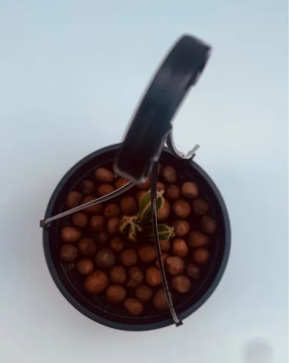 Planta Cacto - Foto 6