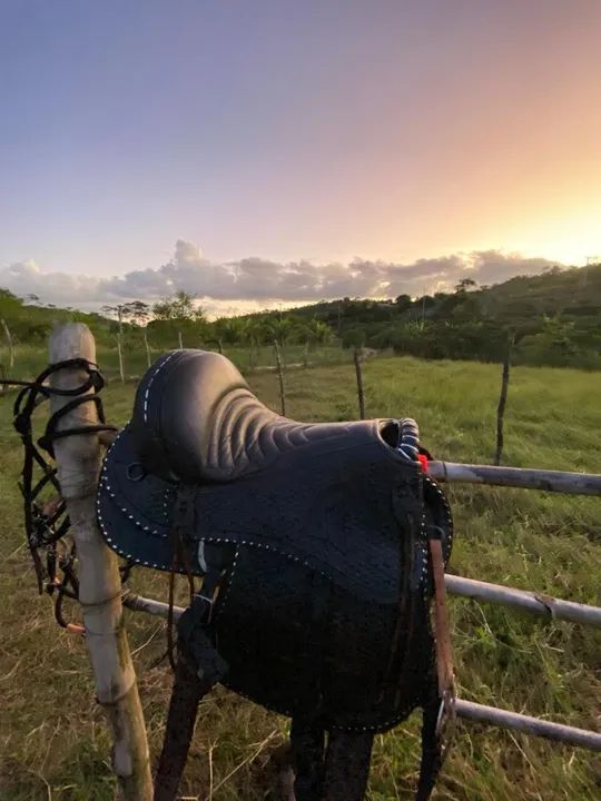 Égua quarto de milha - mansa  - Foto 4