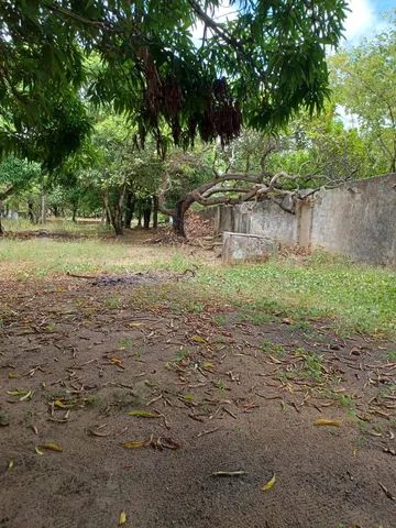 Vendo Sitio em Riacho Doce - Foto 3