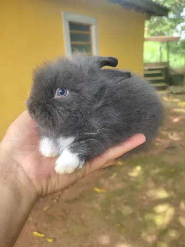 Mini Coelho - Mini Lion Head PÁSCOA