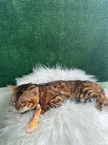 Bengal 