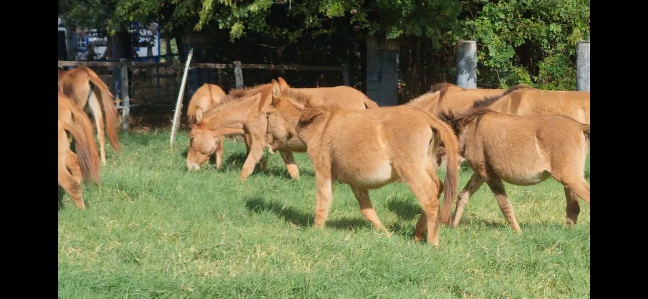 BURROS DE JUMENTO PEGA MARCHADOR COM ÉGUAS PURO SANGUE ÁRABE COM CERCA DE 24 MESES - Foto 4