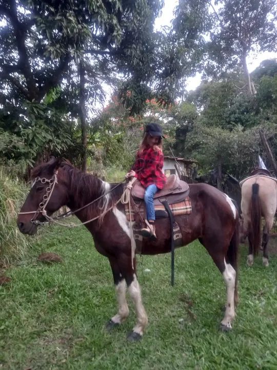 Egua pura de marcha - Foto 2