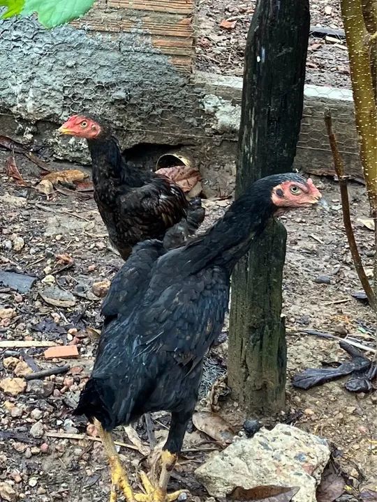 Galinhas Moura e frangos índio gigante Mura Moura - Foto 2