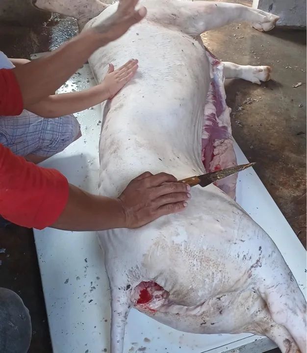 Porco Caipira  - Foto 2