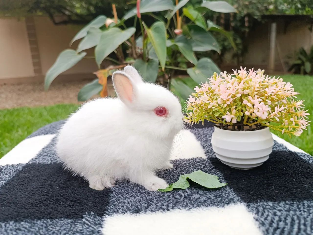 Coelhas filhotes anão Netherland  - Foto 3