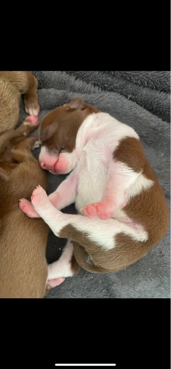 Pitbulls à venda!