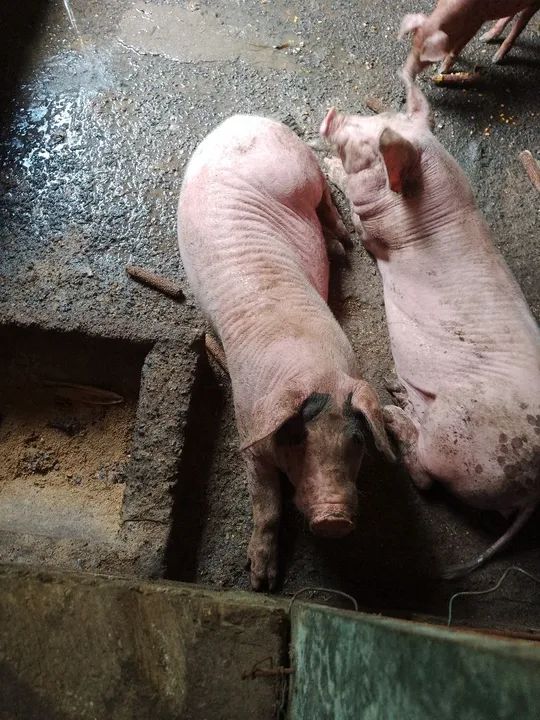 Vendo casal de porco novo 
