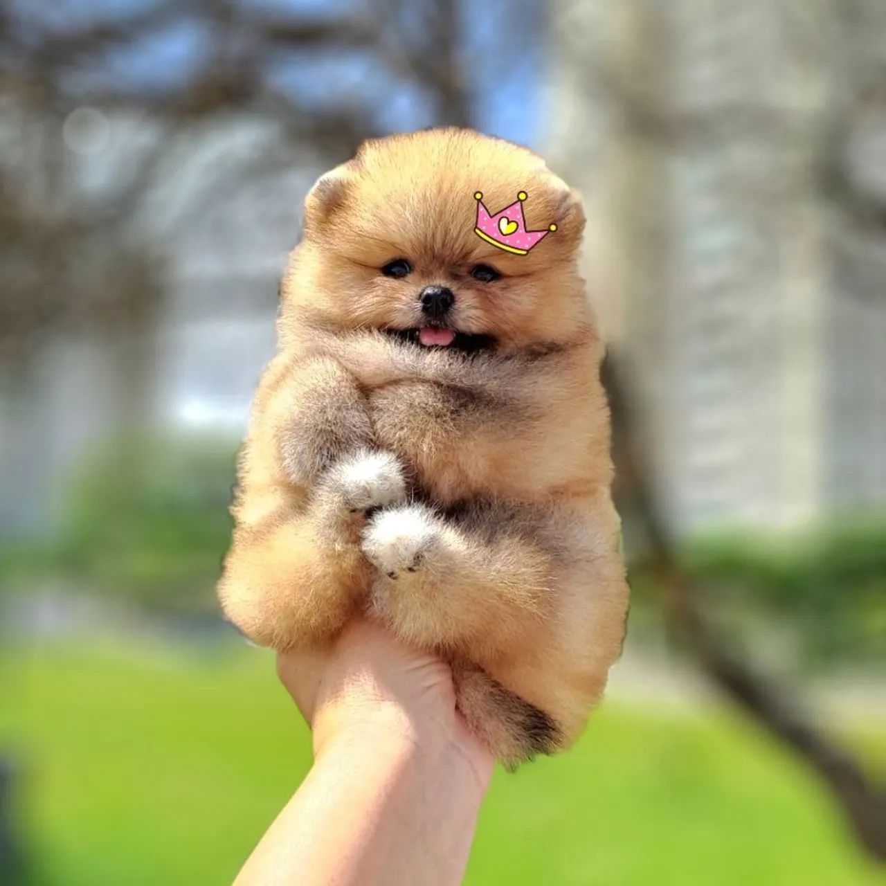 Ursinhos Laranjas Lulu da Pomerânia  - Foto 2