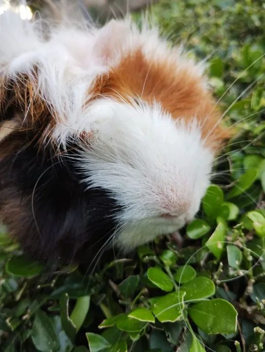 Porquinho da índia disponível  - Foto 5