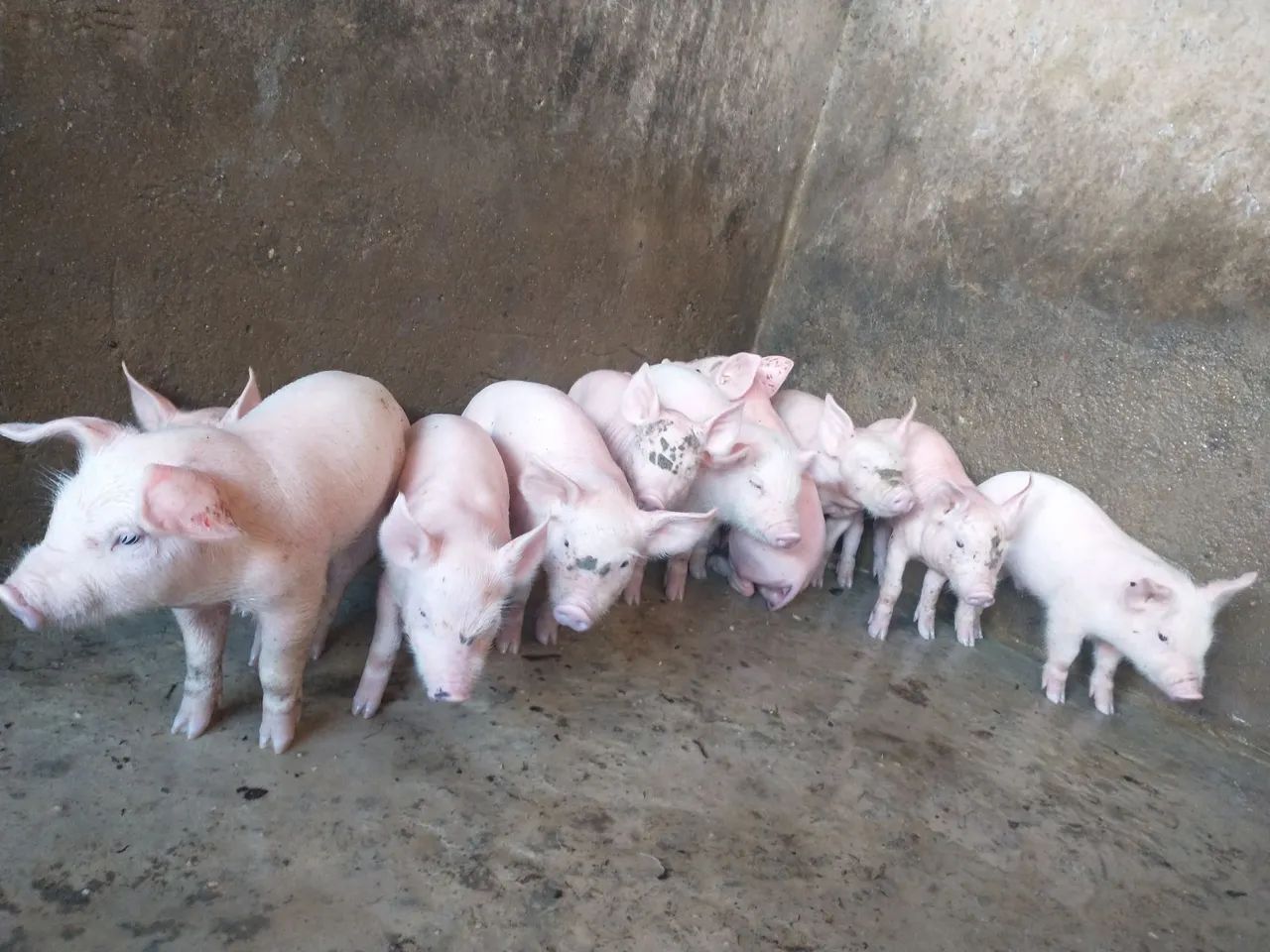 Filhotes de porco para venda