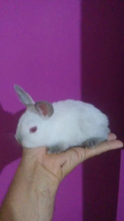 Mini Coelhinho - Foto 4