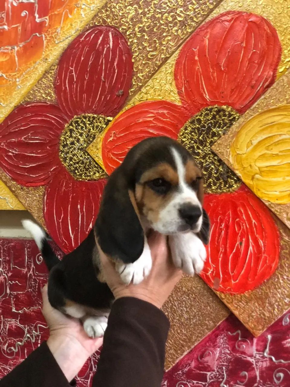 Filhotes de Beagle - Foto 5