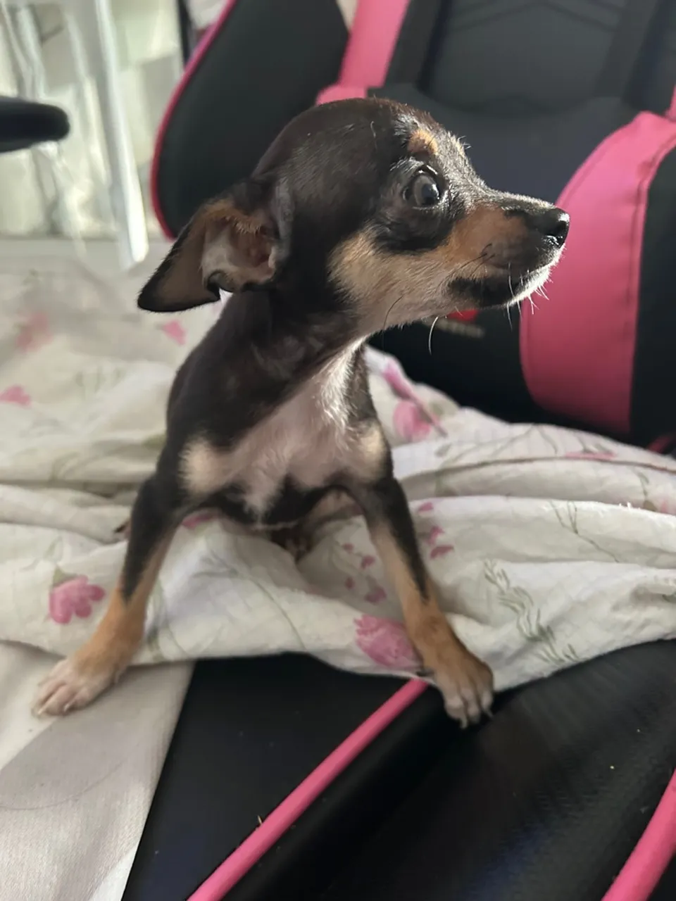 Filhote de Pinscher 0 macho