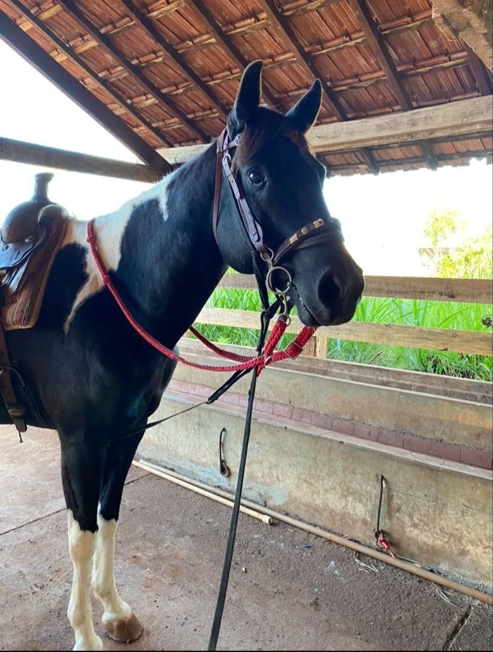 CAVALO PRETO PAMPA