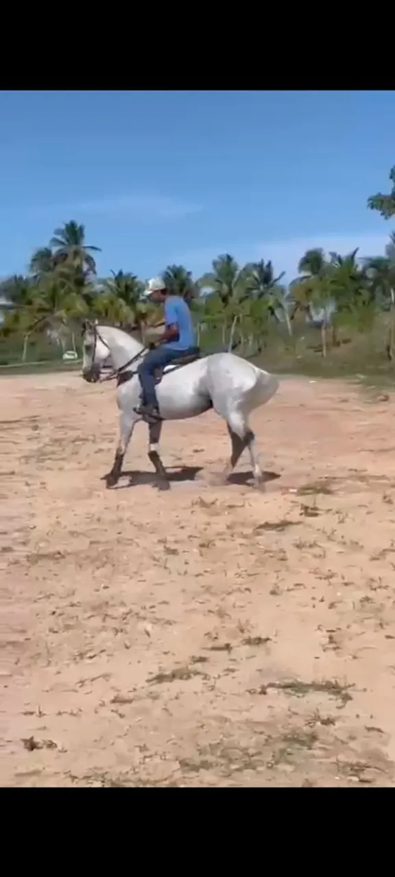 Cavalo branco com cavaleiro