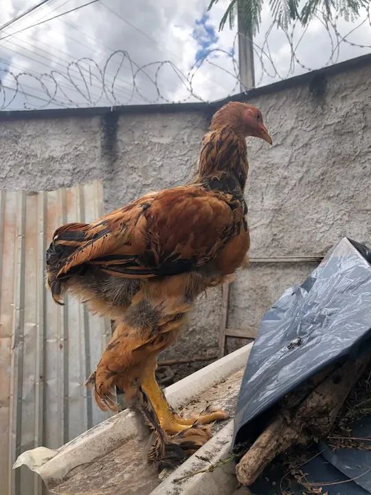 Frango Brahma Buff  - Foto 2