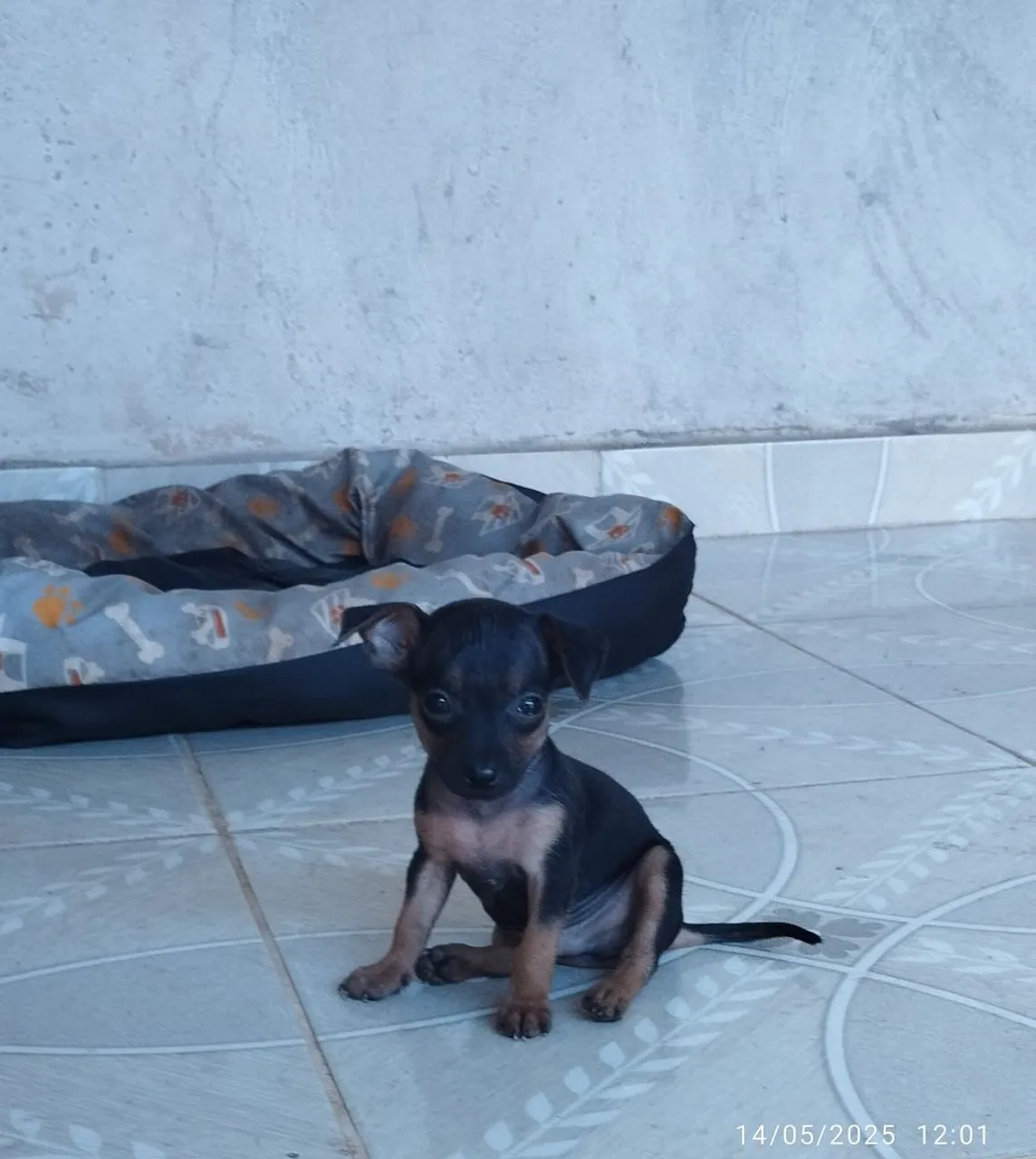 Filhote de Pinscher
