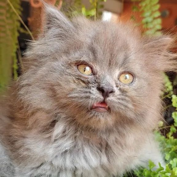 Gatinho Persa Azul  British long hair  - Foto 3