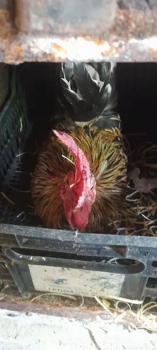 Galinho ? - R$ 50 - Foto 2