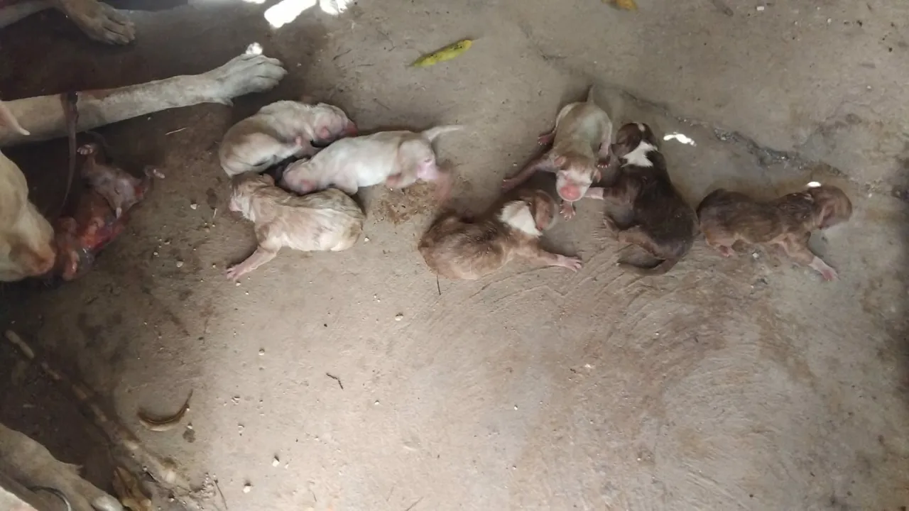 Vendo filhote de pitbull contato *