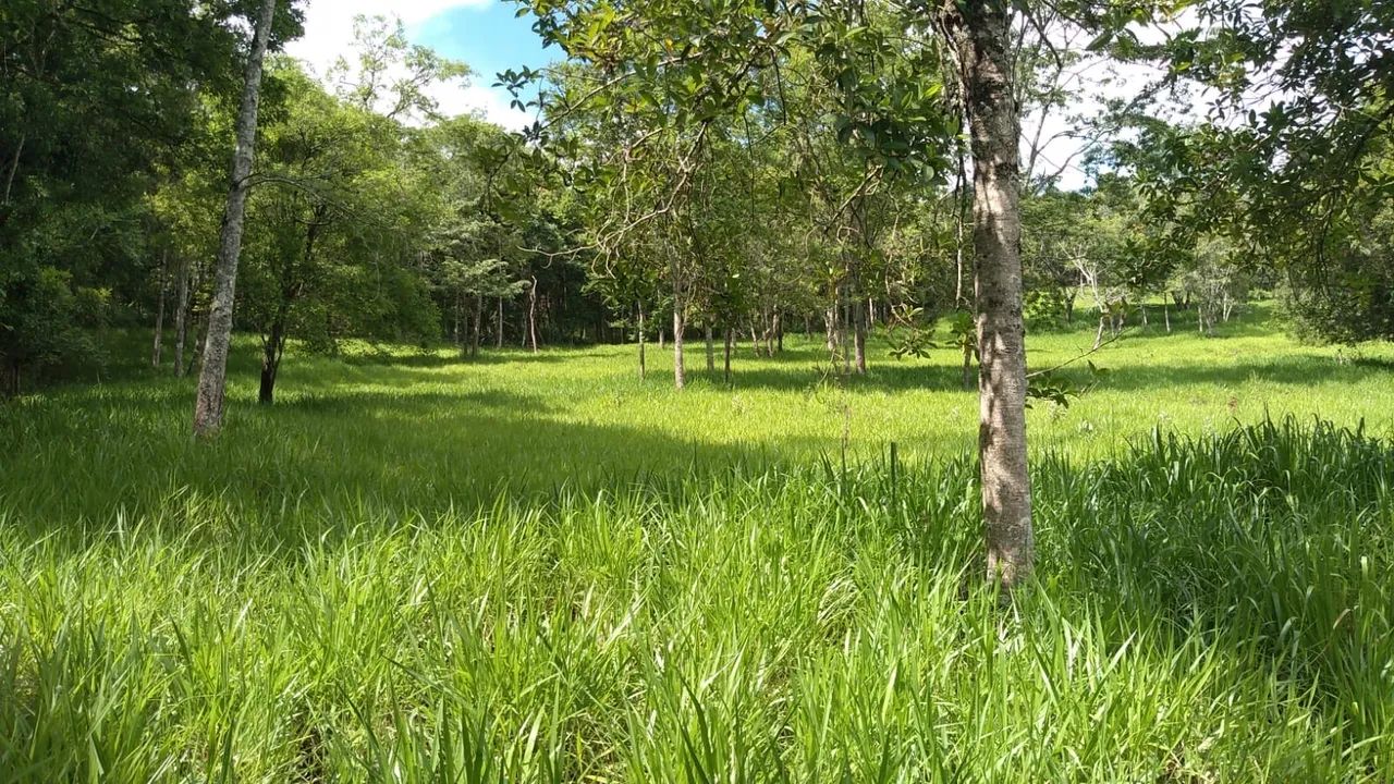 Sítio próximo Uberlândia 25 hectares  - Foto 2