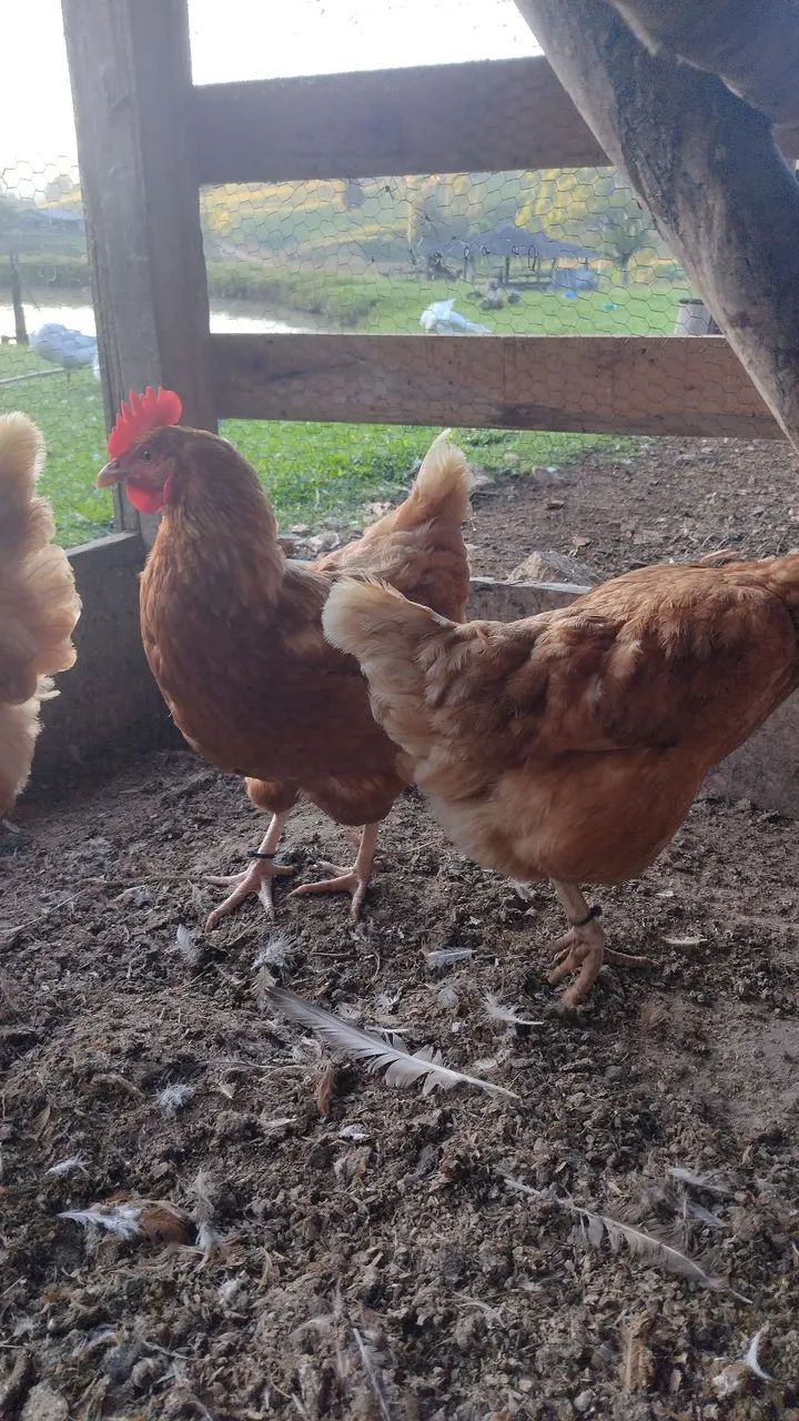 Marrecos Rouen, Galinhas Caipira e Angola  - Foto 4